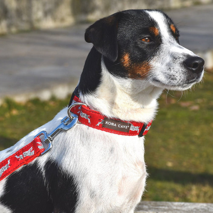 Gorgeous tri-color JRT with nylon KONA CAVE® leash and adjustable dog collar in  Zebra fabric. Exclusive red zebra KONA CAVE® print inspired by famous NYC Italian restaurant.