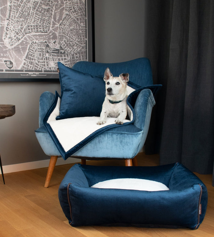 KONA CAVE® Luxusmarke für Haustiere. Waschbares Hundebett aus blauem Samt mit blauem Samtstuhl und blauer Samtdecke und Kissen für Haustiere. Abgebildet mit einem älteren Jack Russell Terrier.