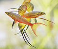 Werneri - Threadfin Rainbow 3 - 4cm - FISH HUT AQUA AND PET SUPPLIES - #location#