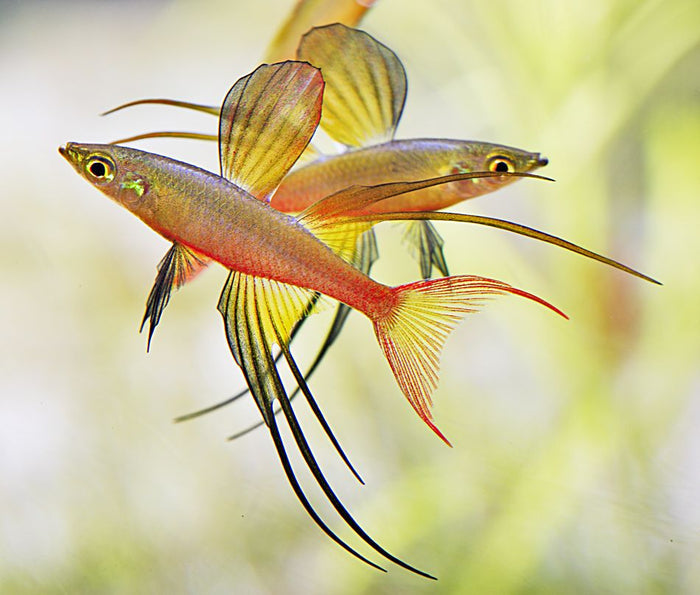 Werneri - Threadfin Rainbow 3 - 4cm - FISH HUT AQUA AND PET SUPPLIES - #location#