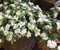 White Azalea Bush with Cascading Stems 27”length