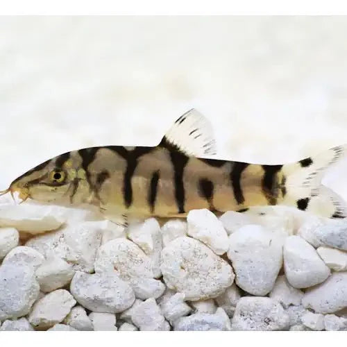 YOYO LOACH - FISH HUT AQUA AND PET SUPPLIES - #location#