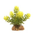 Zoo Med Desert Flora – Burro’s Tail